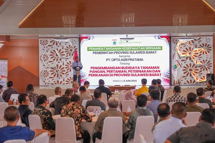 Ekosistem Pisang Cavendish Terbentuk, Sejarah Baru bagi Sulbar