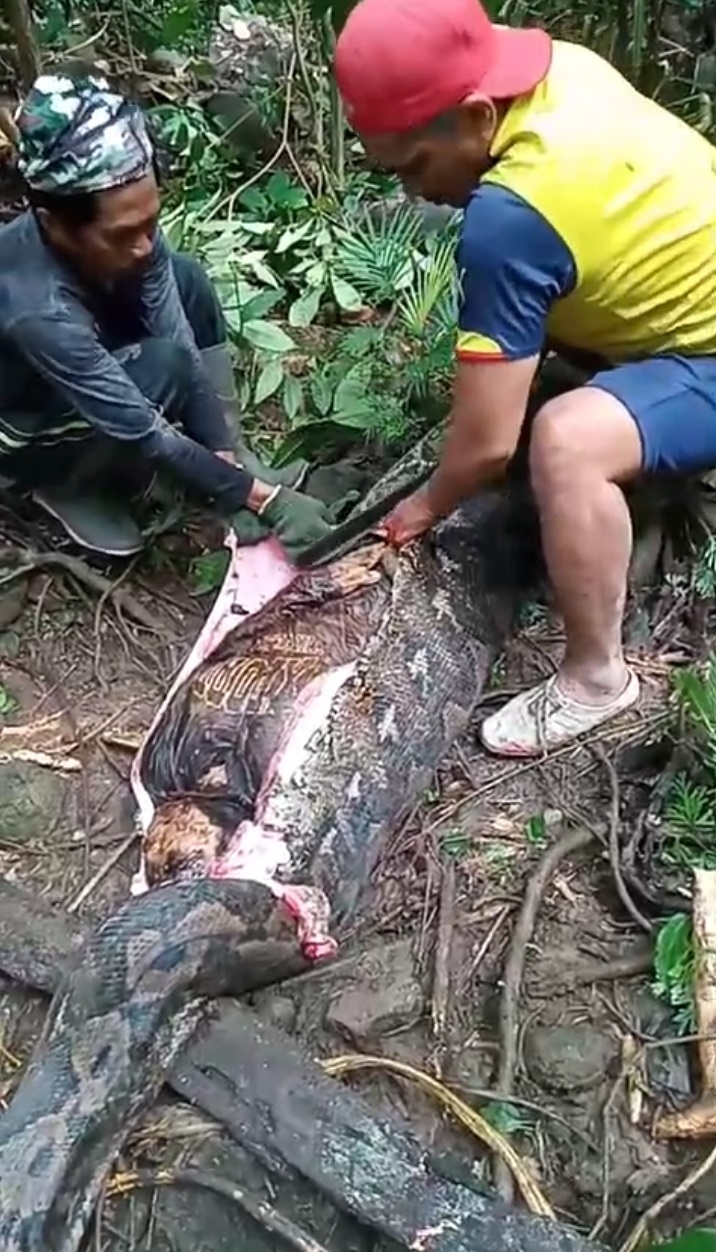 Turun Gunung Hendak Jual Hasil Panen, Wanita di Sidrap Tewas Dimangsa Ular Piton