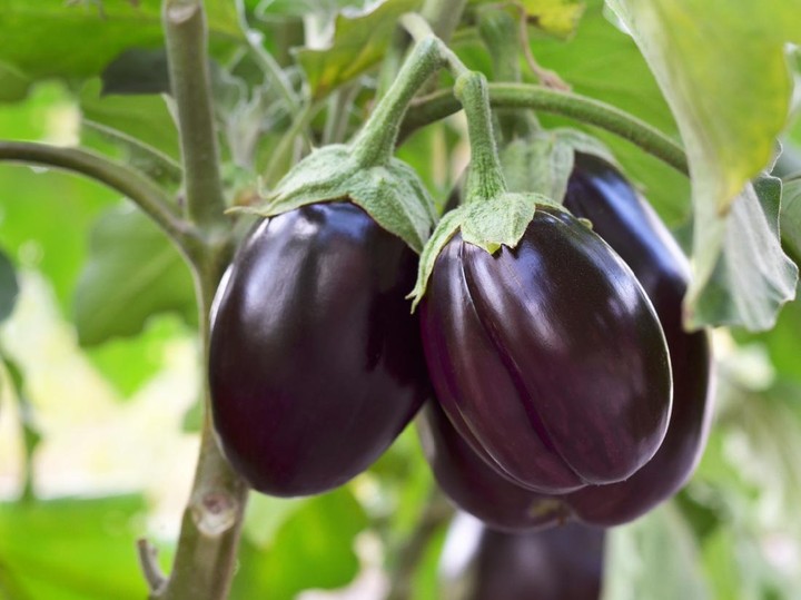 Sering Konsumsi Terong Ungu Bisa Membantu Turunkan Kadar Kolesterol Tinggi