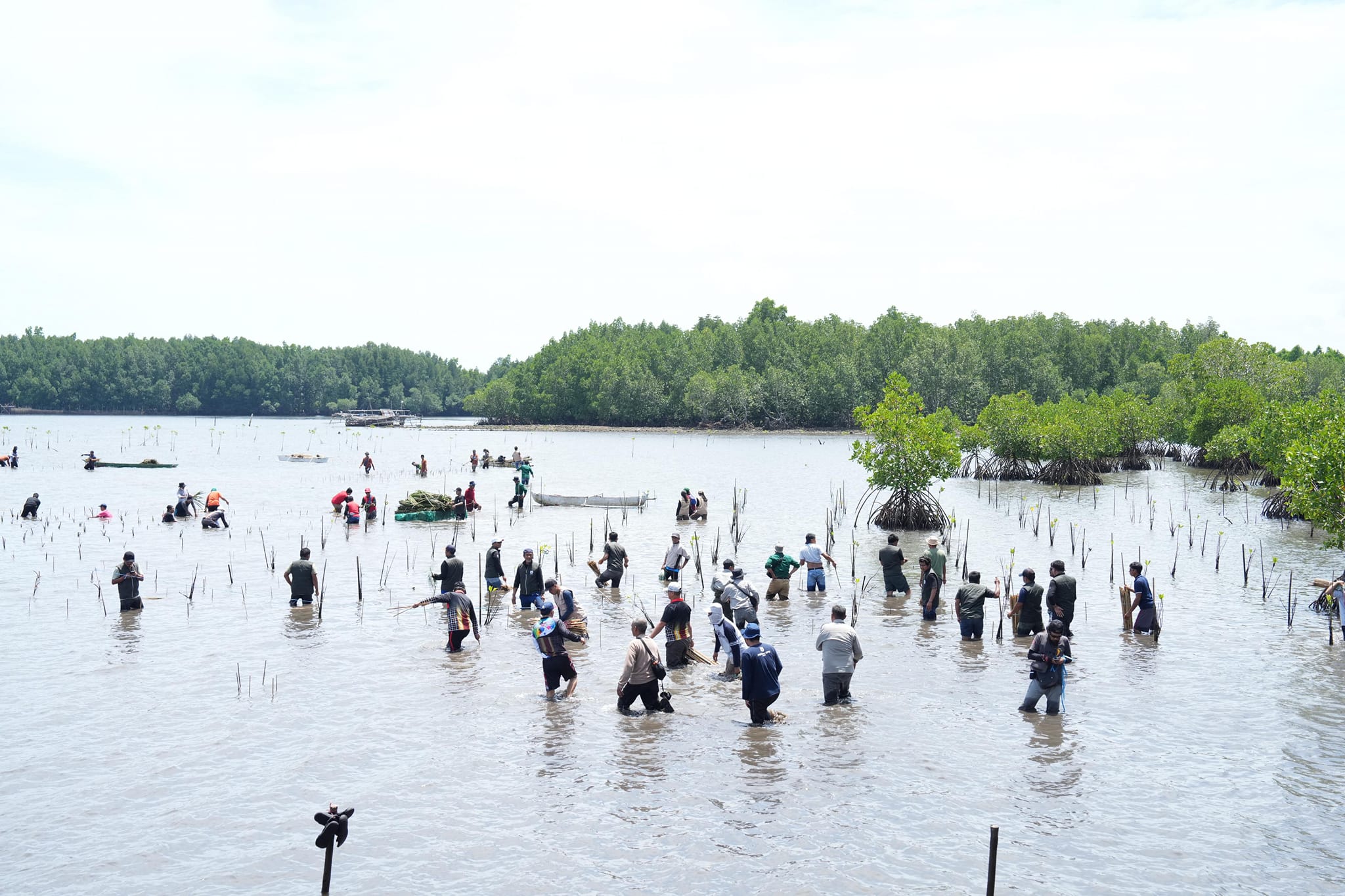 Semua Pihak Terlibat Sepekan Menanam Mangrove, PJ Bahtiar: Ini Rekomendasi Dunia untuk Turunkan Emisi Karbon 