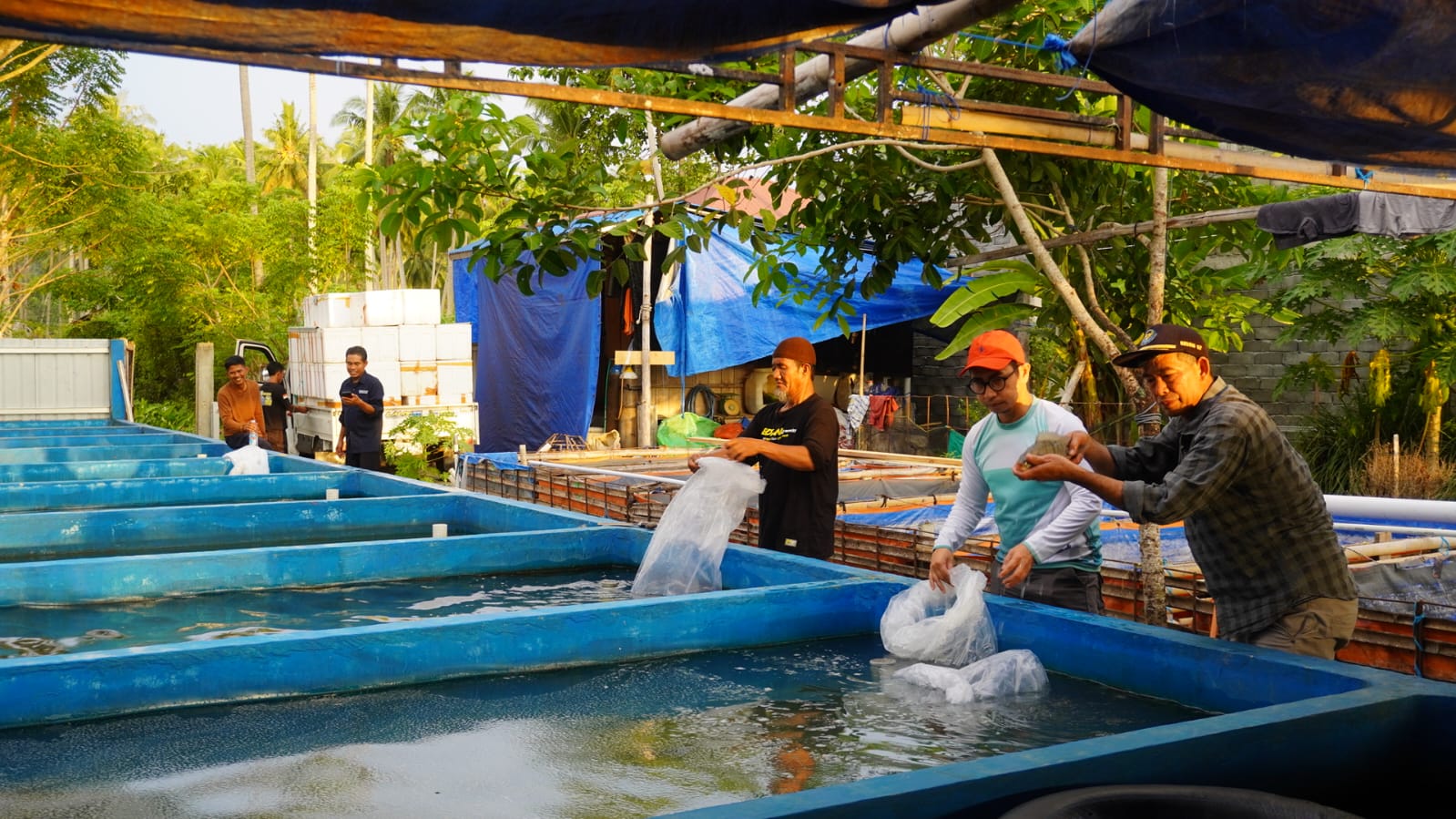 Bantuan Bibit Ikan Nila DKP Sulbar, Upaya Nyata Dukung Ekonomi dan Perangi Stunting