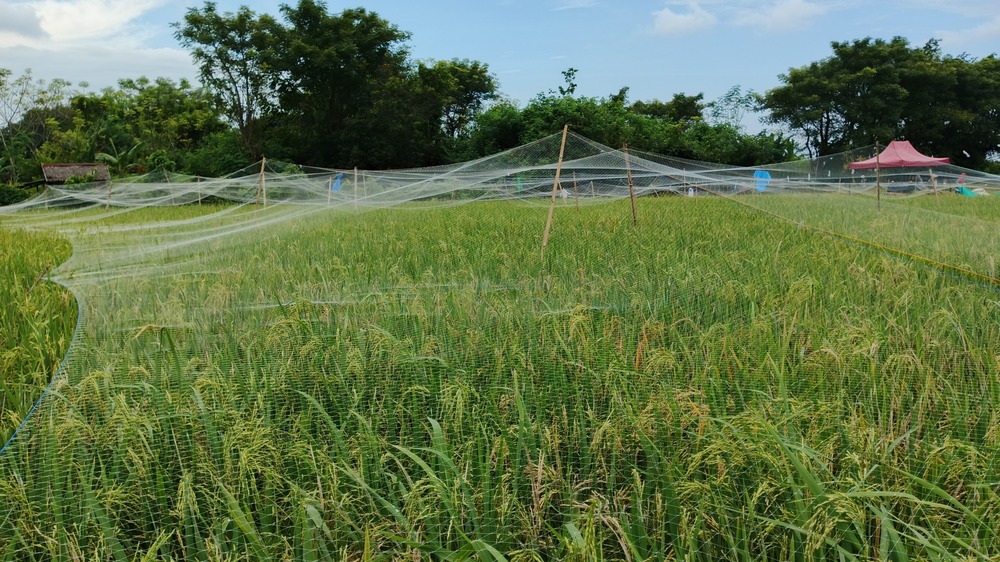 Serapan Gabah Sulsel Lampaui Target, Gubernur Andi Sudirman Apresiasi Semua Pihak yang Telah Berkontribusi
