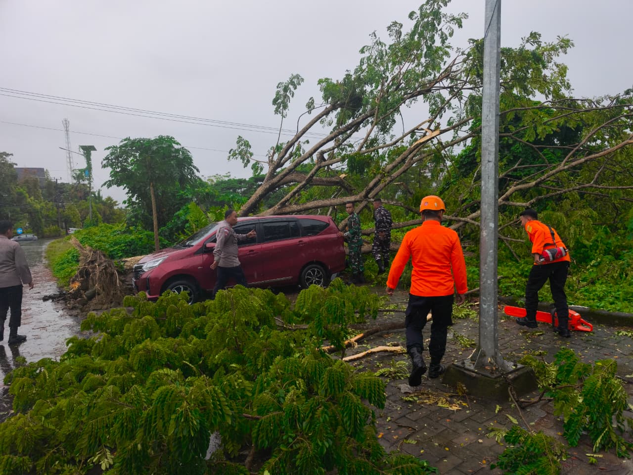 BPBD Sulbar Respons Cepat Tangani Pohon Tumbang di Depan Kantor Dinas Perhubungan