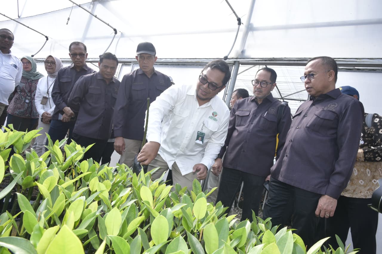 Kunker Spesifik Komisi IV di Persemaian Modern Rumpin Bogor, Agus Ambo Djiwa Tekankan Pentingnya Konsistensi Kualitas Bibit