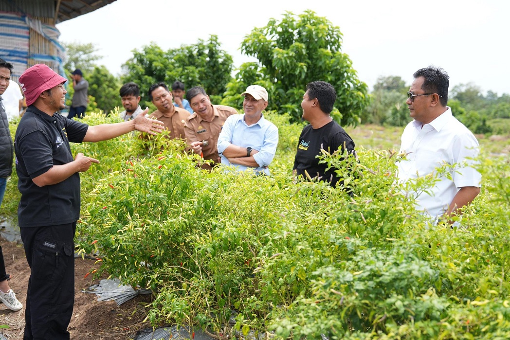 Inspirasi Kawasan Terpadu Cabe Salo Dua Enrekang, Pj Gubernur Dorong Pengembangan Cabe di Sulbar
