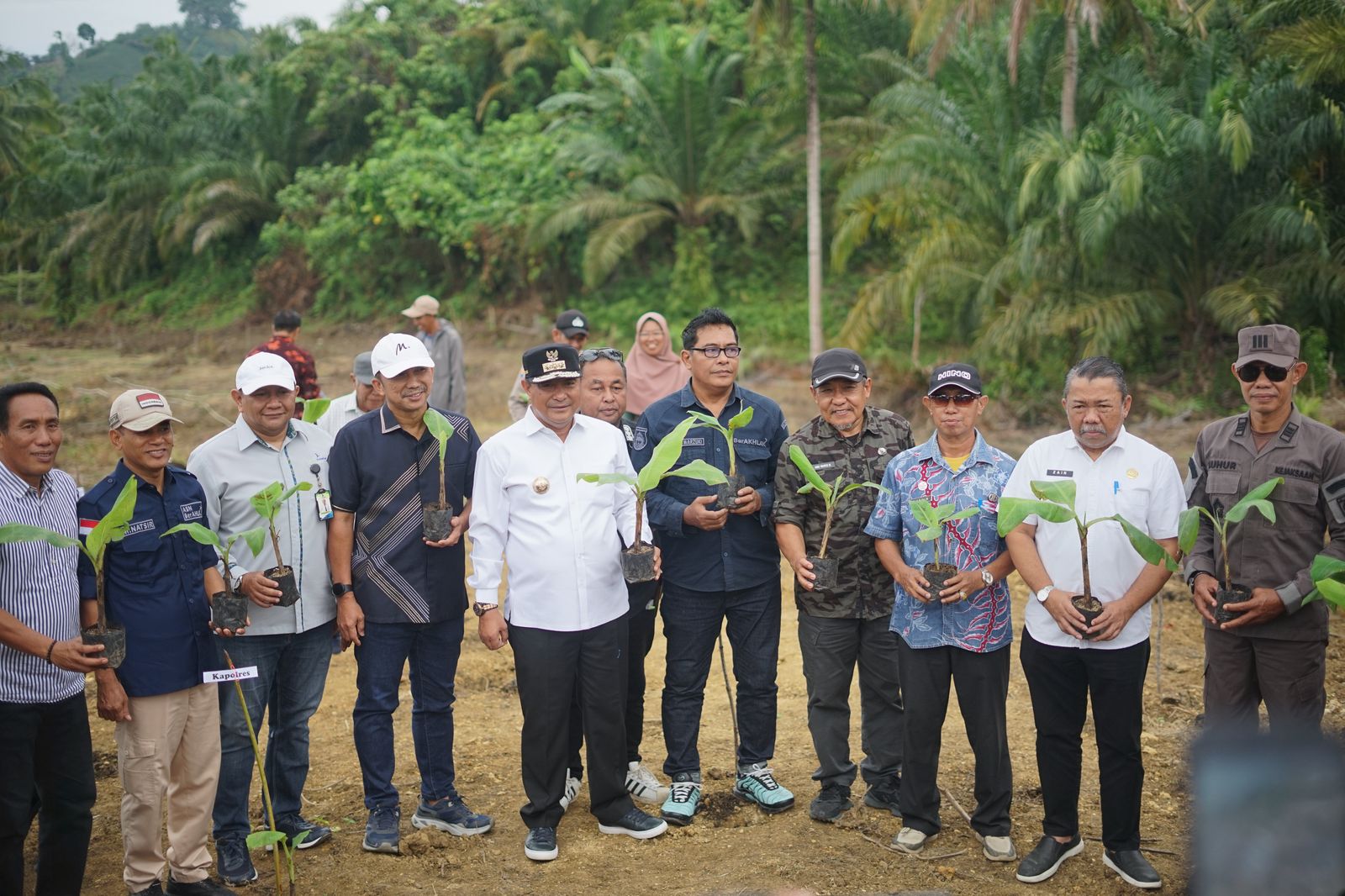 Kerja Sama Bank Sulselbar, Sekda Pasangkayu Bersama Pj Gubernur Sulbar Lakukan Penanaman 2.000 Bibit Pisang Cavendish