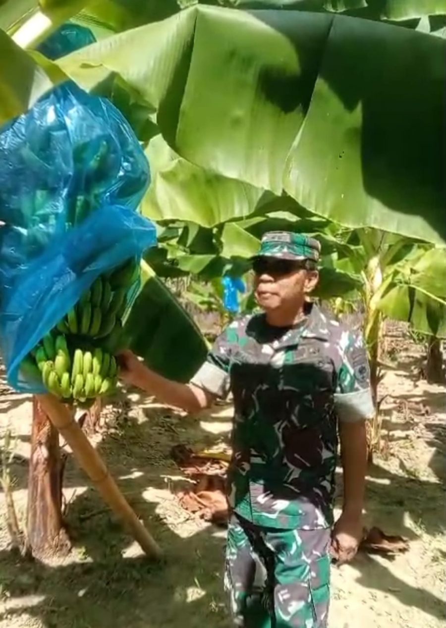 Program Cavendish Berhasil, Petani Sulbar Akan Panen dan Raup Rp1 Miliar