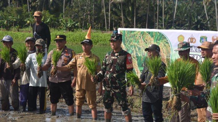 Pemkab Pasangkayu Tanam Padi Bersama Warga Desa Pangiang