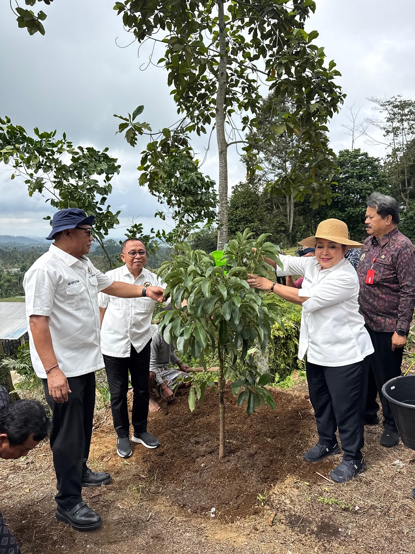 Agus Ambo Djiwa Tanam Alpukat Bersama Titiek Soeharto, Saat Kunker Komisi IV DPR RI di Bali