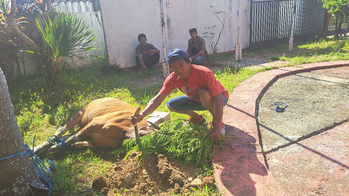 Hewan Kurban PDIP Sulbar Disembelih, Agus Ambo Djiwa: Dibagikan kepada yang Berhak Menerima