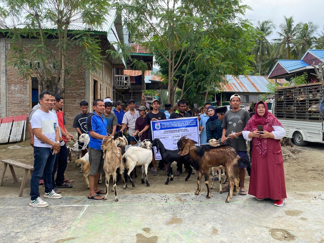 Bantuan Ternak Kambing PE/Persilangan PE: Upaya Pemprov Sulbar Meningkatkan Kesejahteraan Peternak