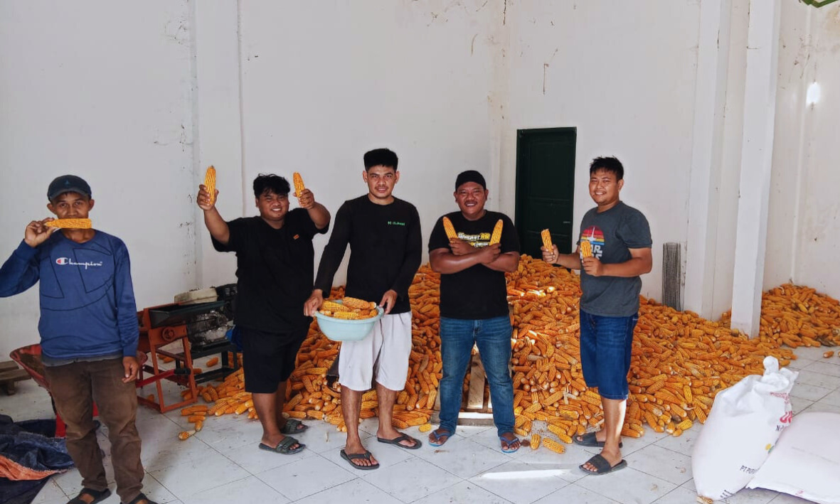 Dinas TPHP Sulbar Genjot Produksi Benih Jagung Komposit dan Pakan