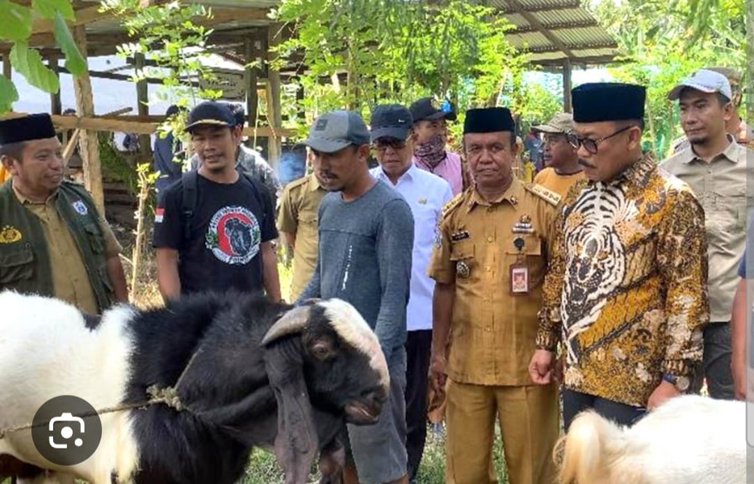 Capaian Gemilang Program Bantuan Kambing Pemprov Sulbar dalam Setengah Tahun, 25 Persen Sudah Produktif