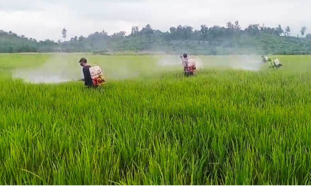 7 Hektare Padi Terkendali dari Serangan Bercak Daun Cokelat, Petani di Tommo Mamuju Tersenyum 